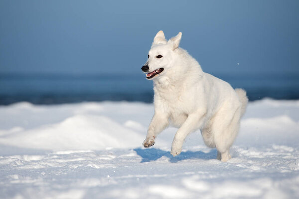 Happy white shepherd dog running on a beach in winter