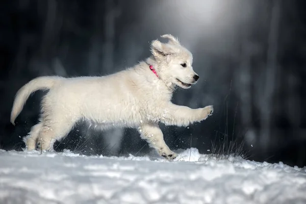 快乐的金毛猎犬在冬天奔跑 — 图库照片