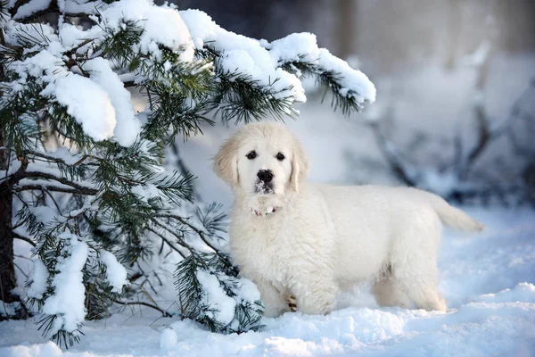 황금색 리트리버 강아지가 겨울에 밖에서 포즈를 취하는 — 스톡 사진