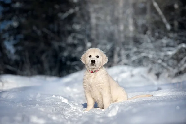 Golden Retriever Köpek Yavrusu Kışın Dışarıda Poz Veriyor — Stok fotoğraf