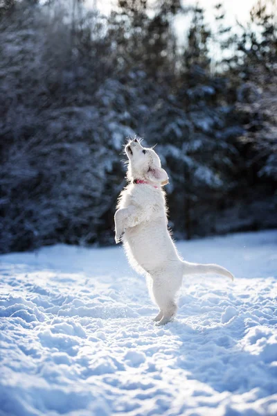 Golden Retriever Puppy Jumping Outdoors Winter — Stock Photo, Image