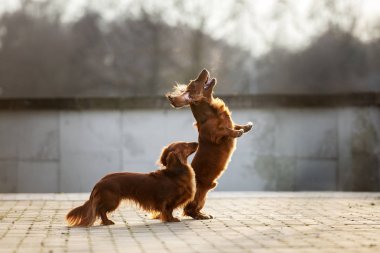 Mutlu dachshund köpekleri Sonbaharda dışarı atlıyor