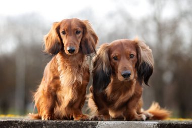 Sonbaharda iki kırmızı dachshund köpeği birlikte dışarıda oturuyor.
