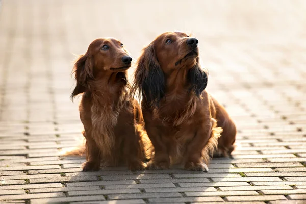 Δύο Σκυλιά Dachshund Ποζάρουν Εξωτερικούς Χώρους Στο Φως Του Ήλιου — Φωτογραφία Αρχείου