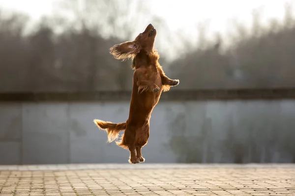 Mutlu Dachshund Köpekleri Sonbaharda Dışarı Atlıyor — Stok fotoğraf