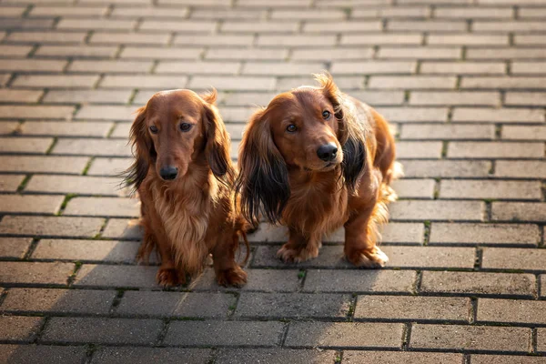 Kırmızı Dachshund Köpeği Güneş Işığında Birlikte Poz Veriyorlar — Stok fotoğraf