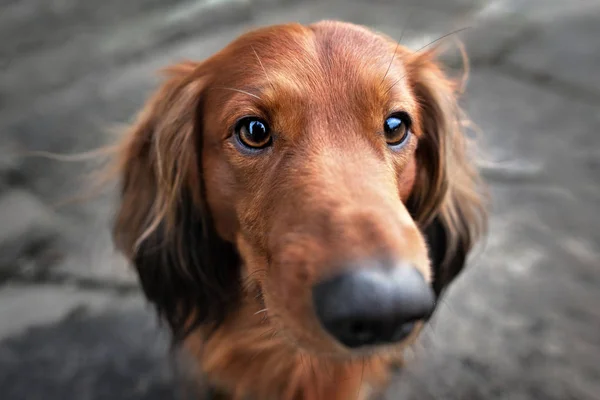 Rosso bassotto cane ritratto grandangolo — Foto Stock