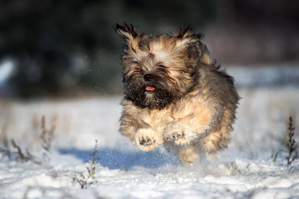 Šťastný Nadýchaný Lhasa Apso Štěně Skákání Venku Sněhu — Stock fotografie