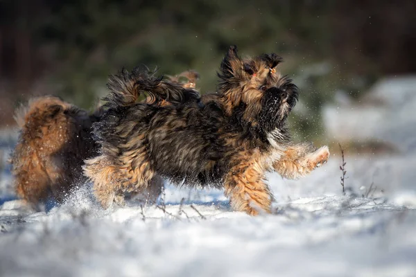 Šťastný Lhasa Apso Štěňátka Běží Sněhu — Stock fotografie