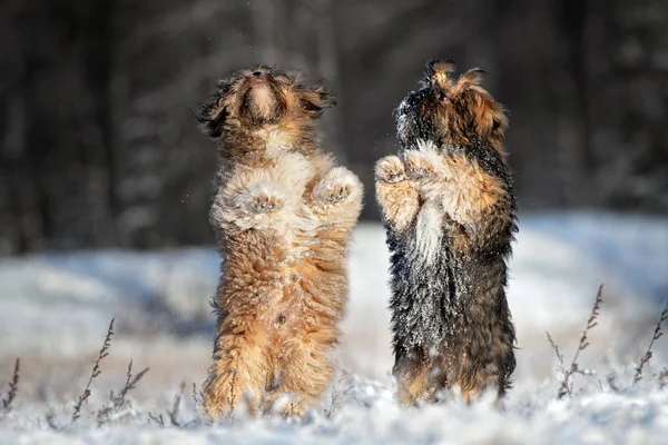 两只毛茸茸的美洲驼幼犬冬季在户外乞讨 — 图库照片