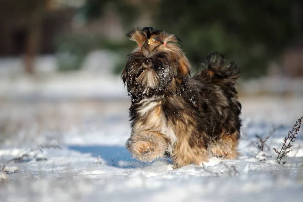 Hnědá Lhasa Apso Štěně Kráčející Sněhu — Stock fotografie