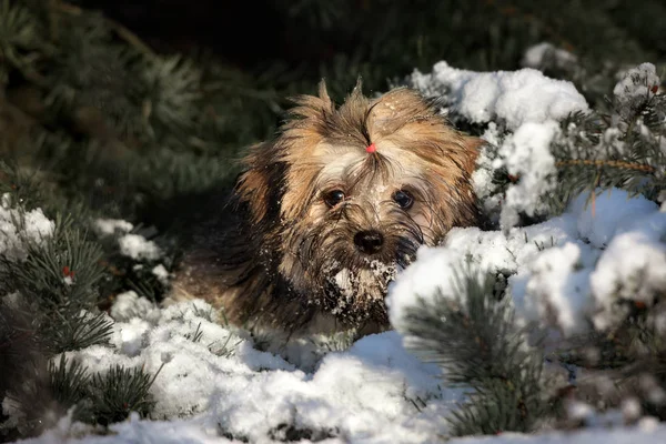 Adorable Lhasa Apso Puppy Lying Pine Tree Snow — Stock Photo, Image