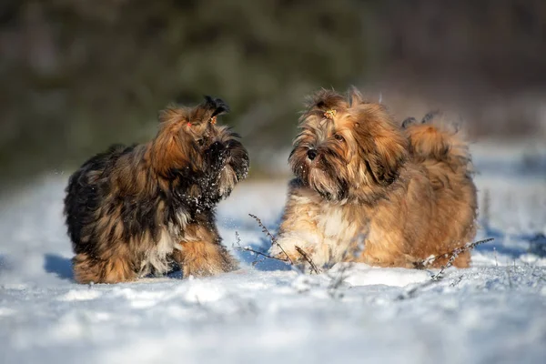 Dois Adoráveis Filhotes Lhasa Apso Brincando Neve Juntos — Fotografia de Stock