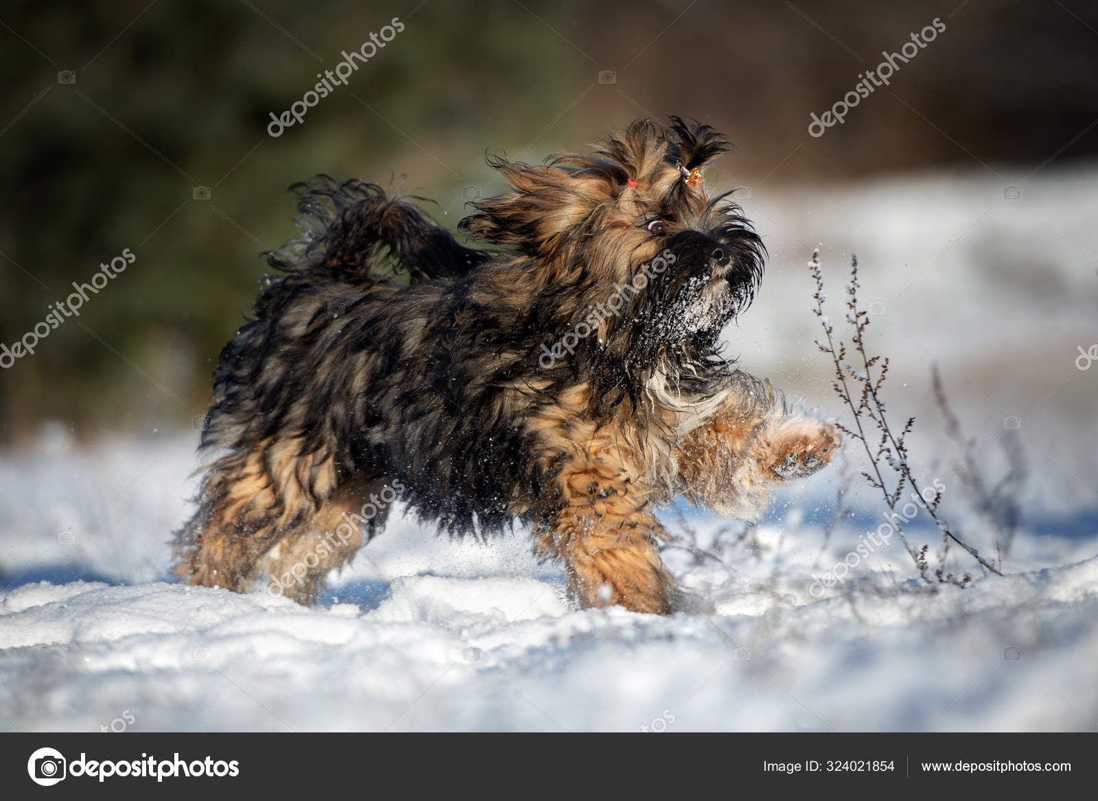 Happy Lhasa Apso Puppy Running Outdoors Winter — Stock Photo © ots