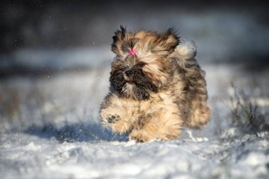 Mutlu bir Isa apso köpek kışın dışarı koşar