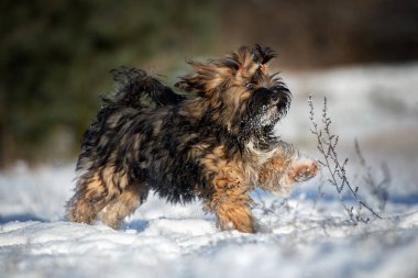Mutlu bir Isa apso köpek kışın dışarı koşar