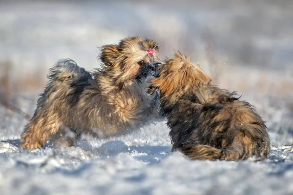 Δύο Κουτάβια Lhasa Apso Παίζουν Εξωτερικούς Χώρους Χειμώνα Μαζί — Φωτογραφία Αρχείου