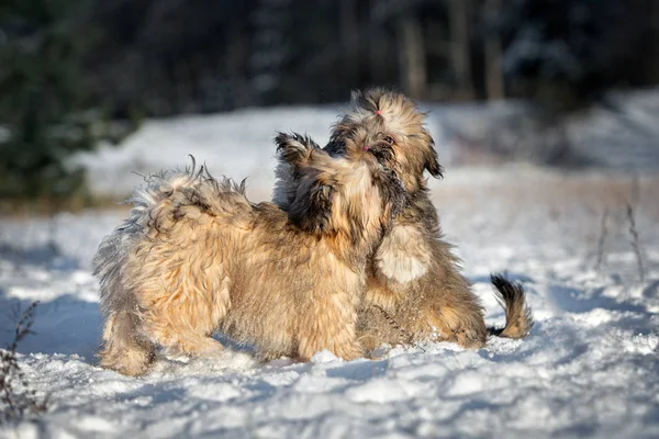 Dvě Štěňátka Lhasa Apso Spolu Hrají Sněhu Venku Zimě — Stock fotografie