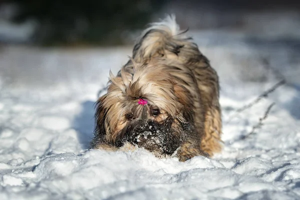 Αξιολάτρευτο Κουτάβι Lhasa Apso Παίζει Εξωτερικούς Χώρους Χειμώνα — Φωτογραφία Αρχείου