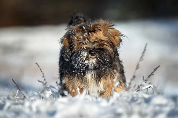 Sevimli Kahverengi Lhasa Apso Puppy Dışarıda Karda Dikiliyor — Stok fotoğraf