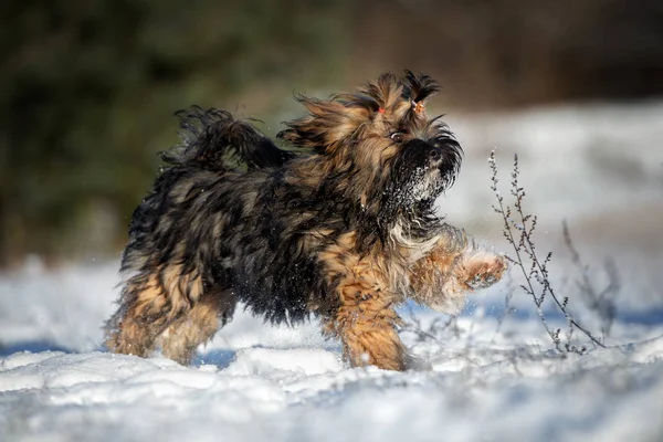 Feliz Lhasa Apso Cachorro Correndo Livre Inverno — Fotografia de Stock