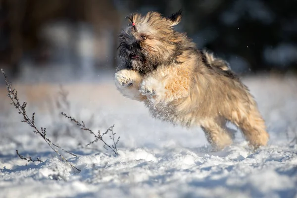 Glad Lhasa Apso Valp Kör Vintern Snön — Stockfoto