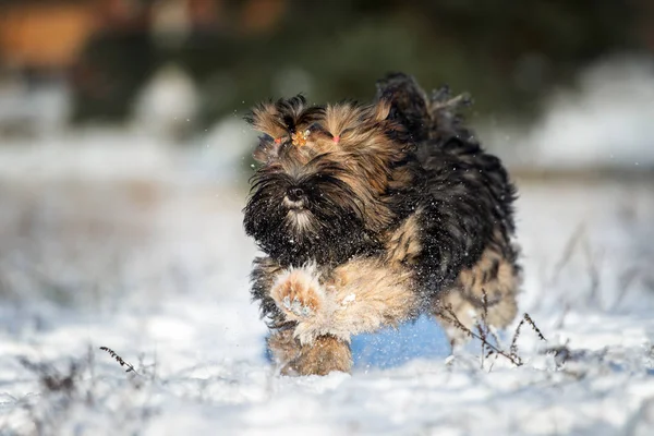 Nadýchané Lhasa Apso Štěně Běží Sněhu — Stock fotografie