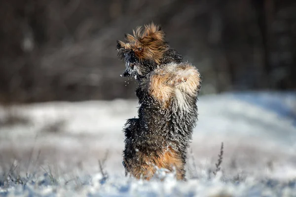 Komik Lhasa Apso Puppy Kışın Karda Arka Ayakları Üzerinde Duruyor — Stok fotoğraf