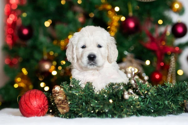 Filhote Cachorro Golden Retriever Com Decorações Árvore Natal Dentro Casa — Fotografia de Stock