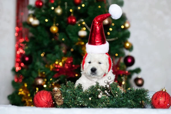滑稽的金毛猎犬 头戴圣诞礼帽 躺在室内的圣诞树前 — 图库照片