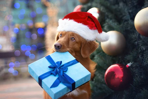 Perro Retriever Sombrero Santa Celebración Una Caja Regalo Navidad Boca —  Fotos de Stock