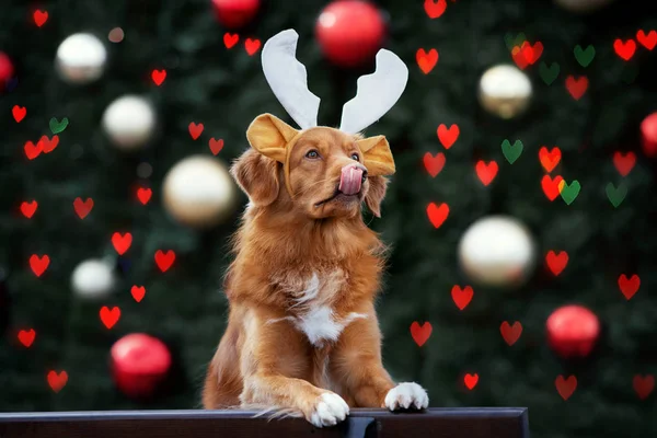 Śmieszne Pies Poroża Pozowanie Przed Dekorowane Choinki Światłami — Zdjęcie stockowe