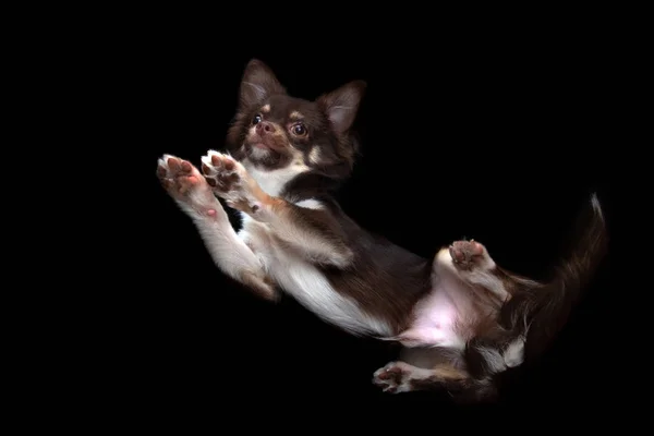 Chihuahua Köpek Yavrusu Aşağıdan Siyah Arka Planda Çekilmiş — Stok fotoğraf