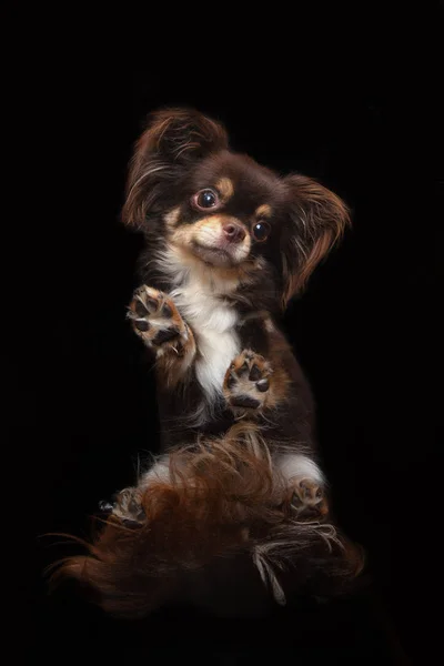 Коричневая Собака Чихуахуа Сфотографирована Снизу Черном Фоне — стоковое фото