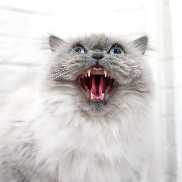 Irritado Gato Branco Agressivo Com Olhos Azuis Sibilando Fundo Branco — Fotografia de Stock