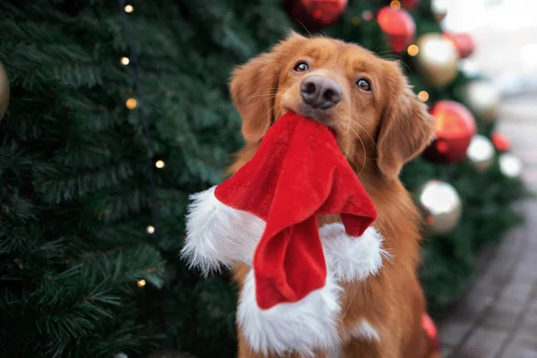 Divertido Perro Recuperador Sosteniendo Sombrero Santa Boca Delante Árbol Navidad —  Fotos de Stock