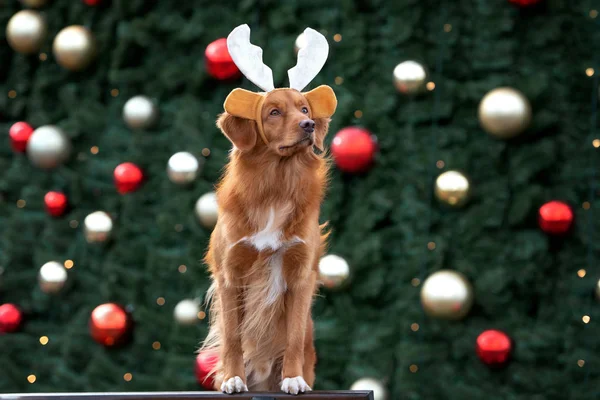 Смешная Собака Ретривер Рогах Позирует Перед Рождественской Ёлкой Открытом Воздухе — стоковое фото