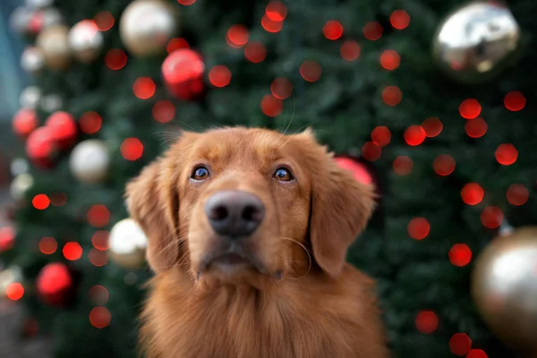 Rolig Toller Retriever Hund Porträtt Framför Julgran Utomhus — Stockfoto