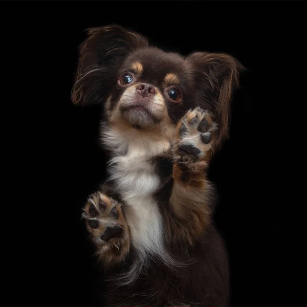 Закрытый Вид Снизу Собаку Чихуахуа Стоящую Черном Фоне — стоковое фото
