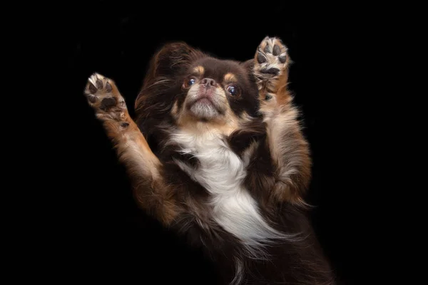 Grappige Chihuahua Hond Liggend Uitzicht Van Onderen — Stockfoto