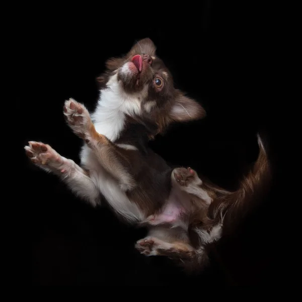 Chihuahua Köpek Yavrusu Dilleri Dışarıda Aşağıdan Bakıyor — Stok fotoğraf