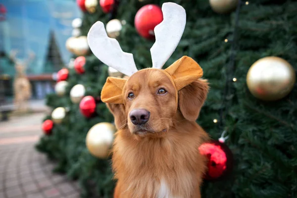 Legrační Retrívr Pes Portrét Parohy Před Vánoční Strom — Stock fotografie