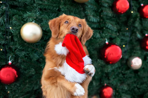 Rolig Retriever Hund Hålla Tomte Hatt Och Tigga Framför Julgran — Stockfoto