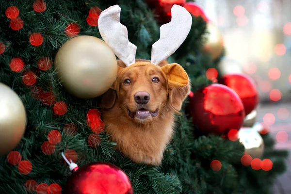 在装饰过的圣诞树上摆姿势的鹿角中滑稽的狗 — 图库照片