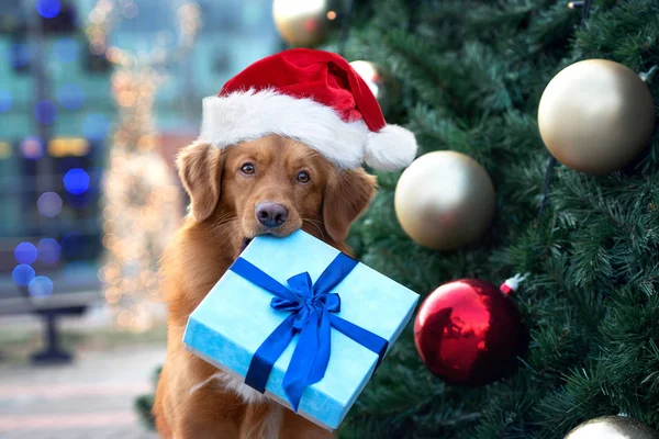 Смешная Собака Шляпе Санты Держит Подарочную Коробку Рту Перед Рождественской — стоковое фото