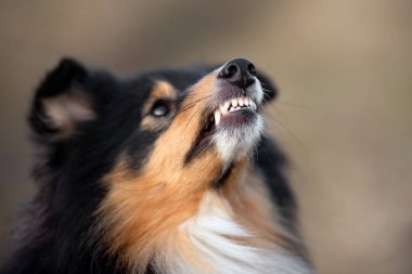 Kızgın köpek dişlerini kapat, köpek dışarıda homurdansın.