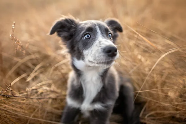 Grå Gräns Collie Valp Sitter Gammalt Torrt Gräs Utomhus — Stockfoto