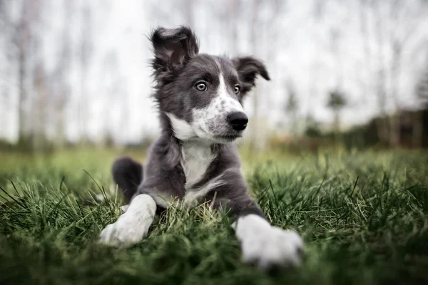 Schattig Border Collie Puppy Liggend Gras — Stockfoto