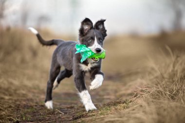Mutlu sınır köpekleri dışarı koşuyor ve ağızlarında çöp torbaları taşıyor.