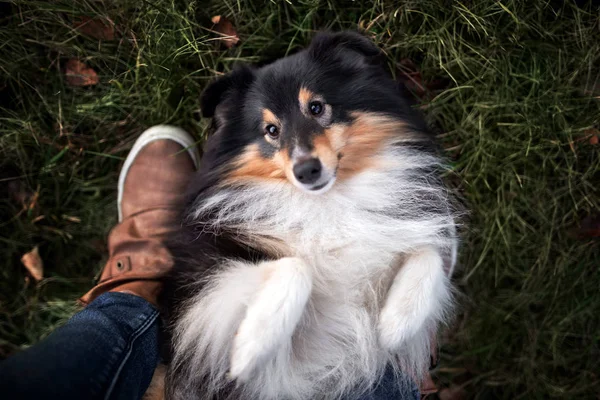 Vicces Sheltie Kutya Feküdt Füvön Fejjel Lefelé Felső Nézet — Stock Fotó